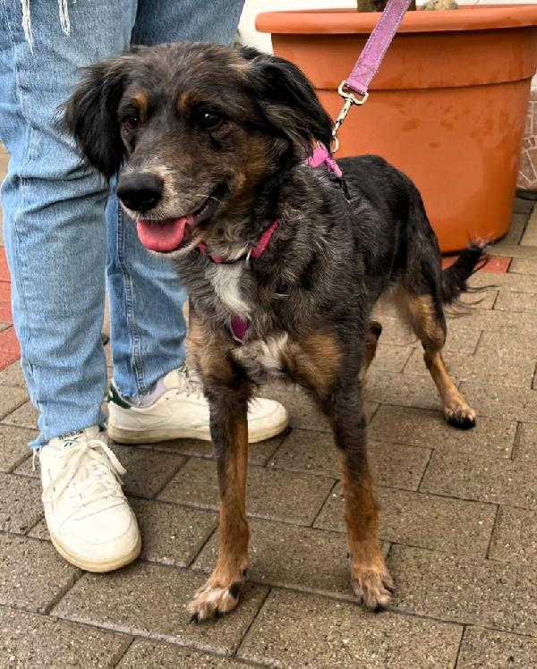 Lily Dolcissima Cagnolina